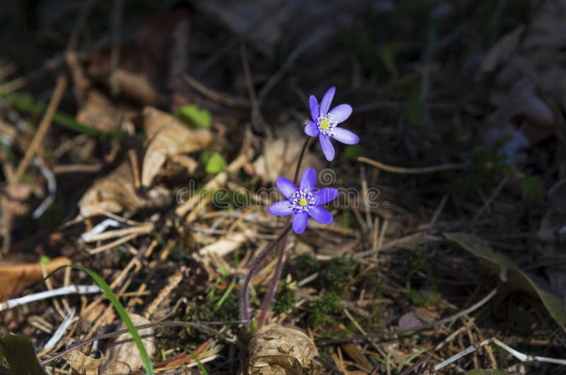 Blue flowers of the hepatica bloom in spring royalty free stock photography Blue flowers of the hepatica bloom in spring royalty free stock photography
