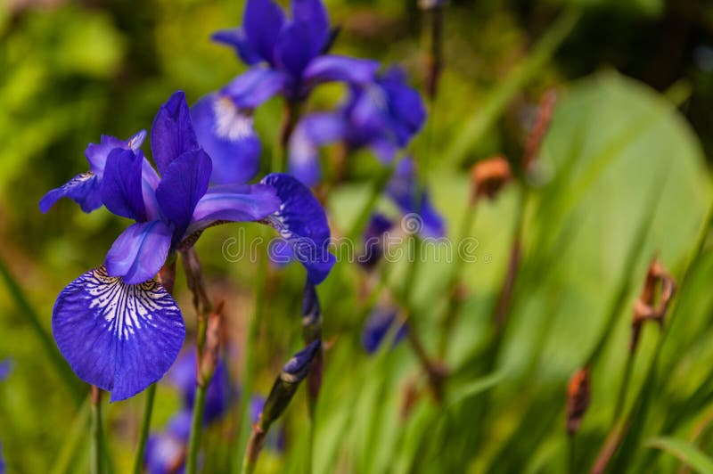 Blue Flowers of Iris Sibirica in Garden Stock Photo - Image of blooming ...