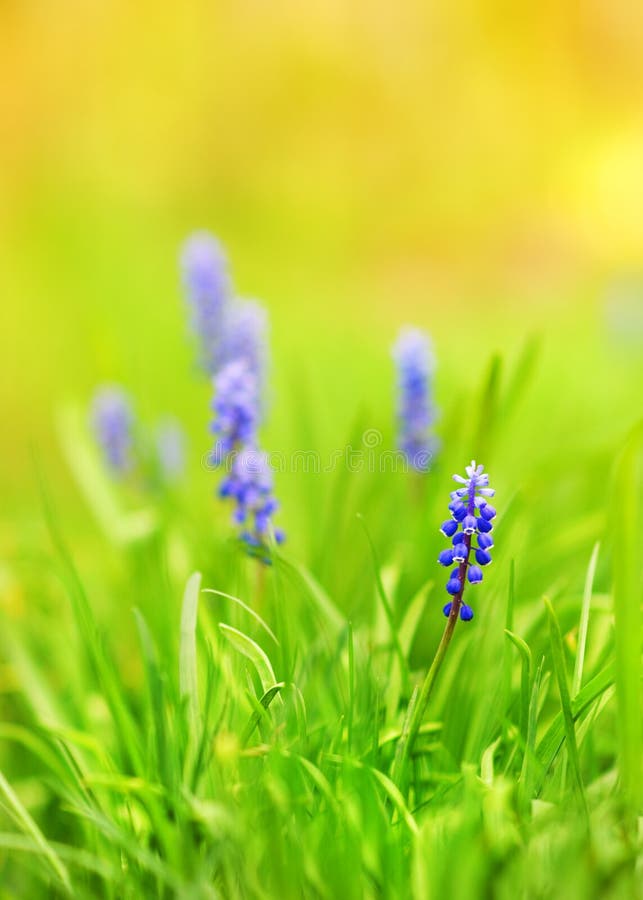 Blue flowers on a meadow