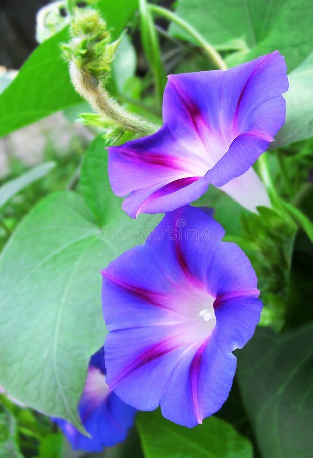 Blue Flowers Morningglory Stock Photo Image of blue, decoration