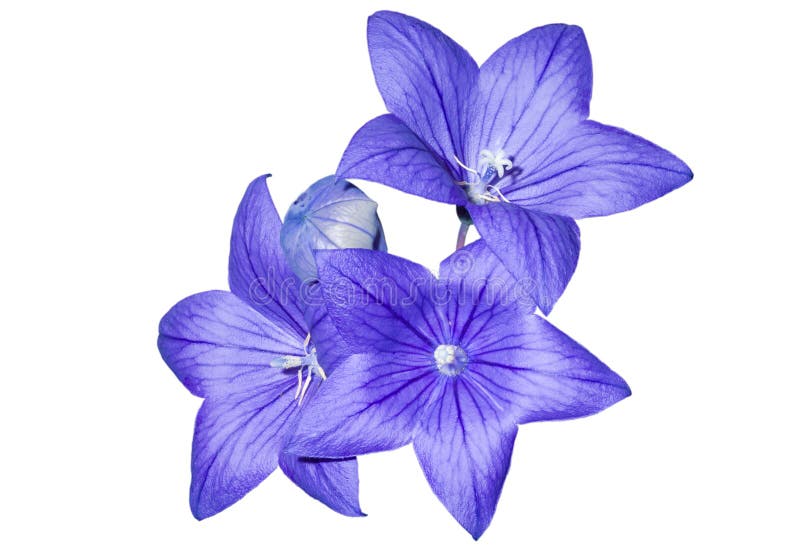Da blu fiori () .