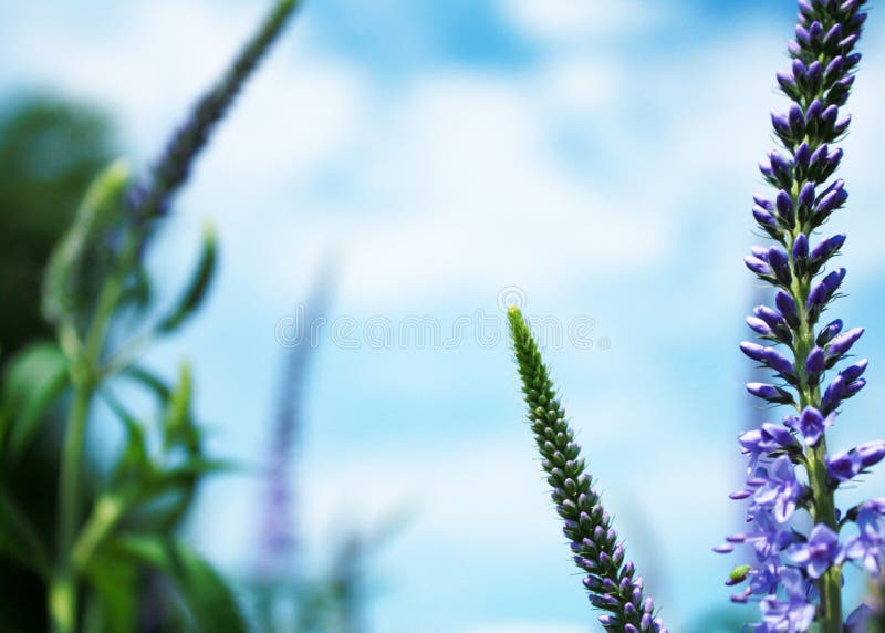 449,692 Blue Flowers Sky Stock Photos Free & RoyaltyFree Stock