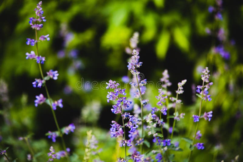 Blue Flowers on Summer Meadow Stock Image Image of blue, beautiful