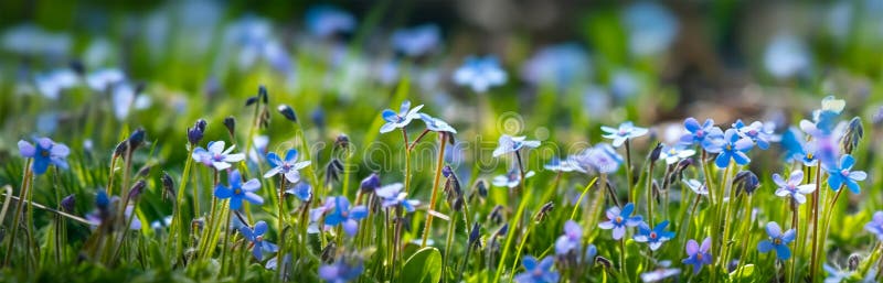 Blue Flowers in a Summer or Spring Field, Banner. Generative AI Stock