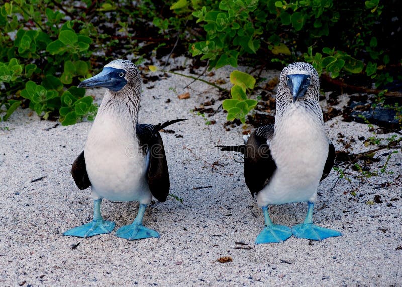 Blue-footed booby pair 2