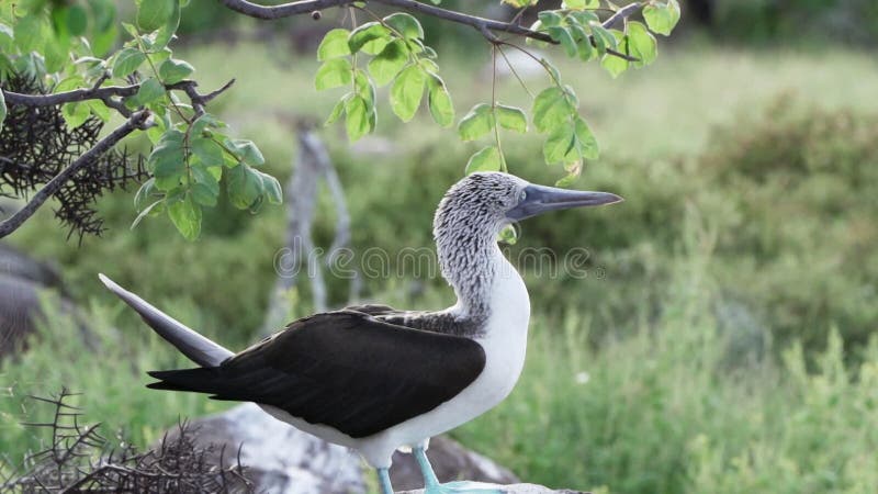 Blue Footed Booby , Sula Nebouxii, is a Marine Bird Stock Video - Video of  islands, conservation: 288664447
