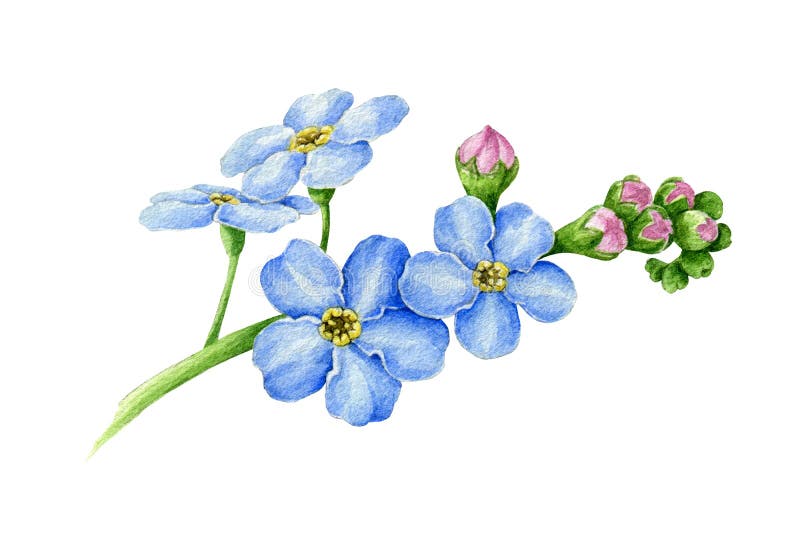 Blue Forget Me Not Flower With Buds Watercolor Illustration Hand Drawn Myosotis Meadow Herb Botanical Element Stock Illustration Illustration Of Collection Blossoming