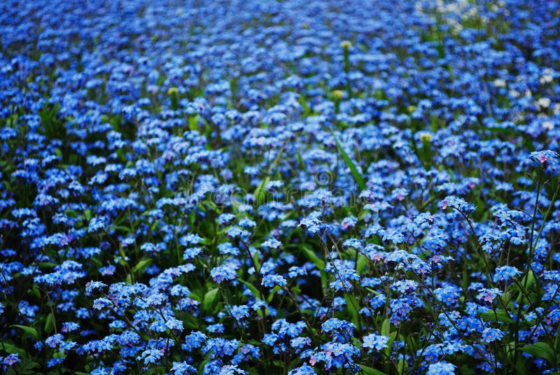 Blue forget-me-nots