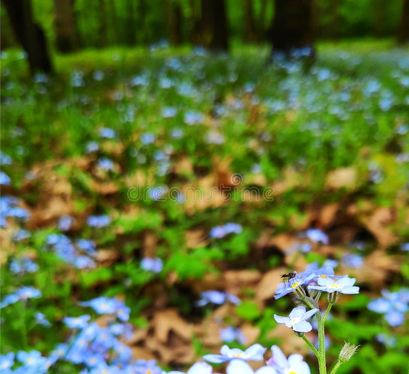 in the Forest Stock Photo Image of flower, grass