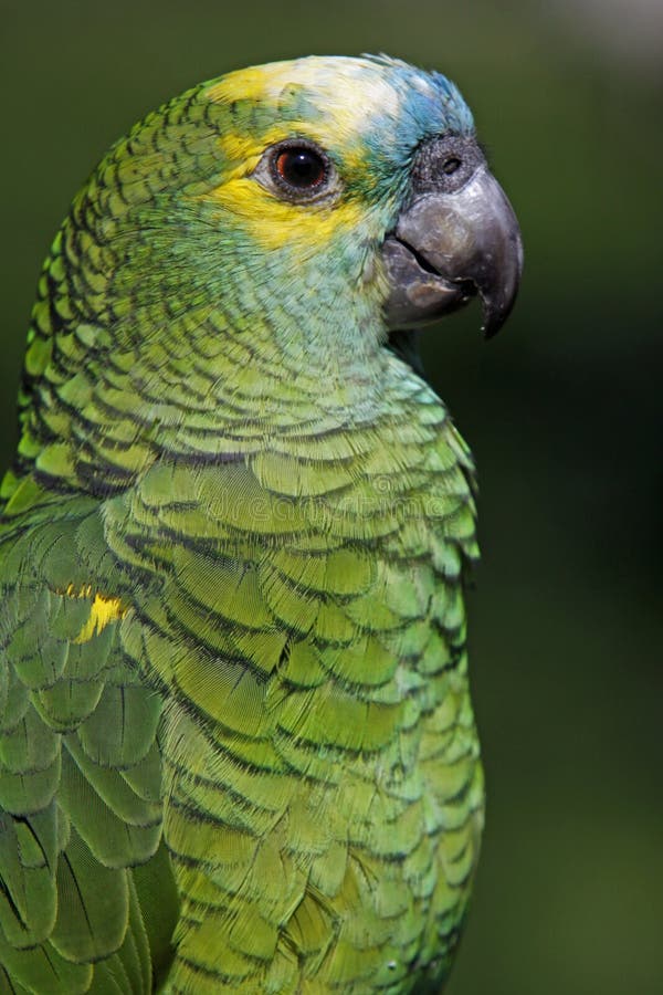 Bluefronted Amazon stock image. Image of animal, parakeet 21088871