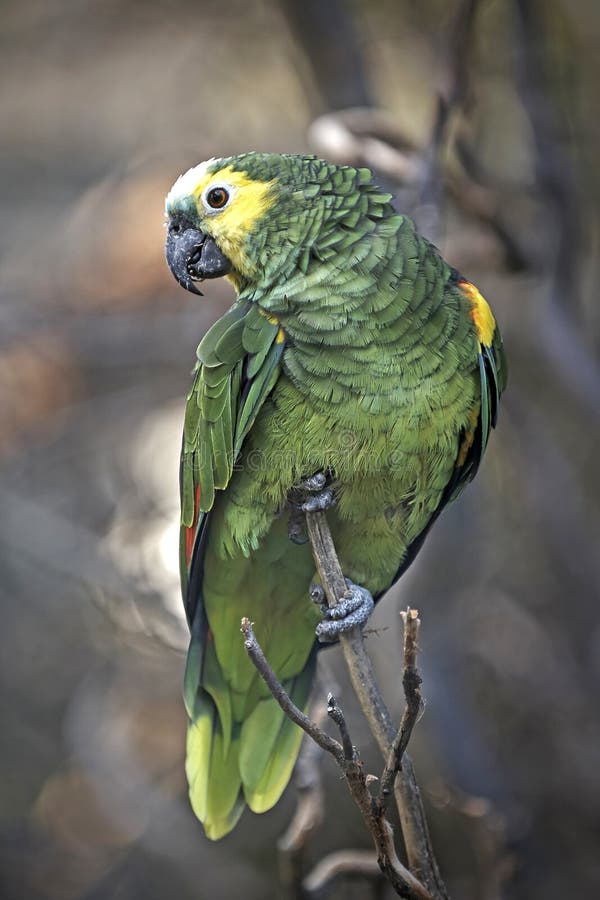 525 Blue Fronted Amazon Stock Photos Free & RoyaltyFree Stock Photos