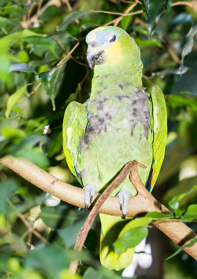 523 Blue Fronted Amazon Stock Photos Free & RoyaltyFree Stock Photos