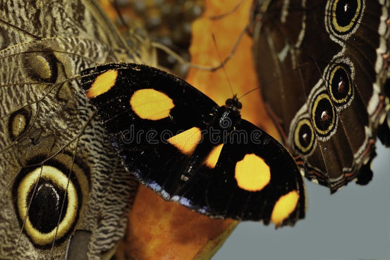 A blue-frosted Catone Catonephele numilia esite butterfly spreads its wings. royalty free stock images