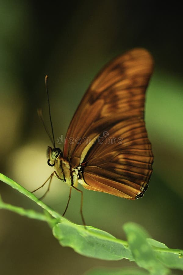 A blue-frosted Catone Catonephele numilia esite butterfly spreads its wings. stock photo