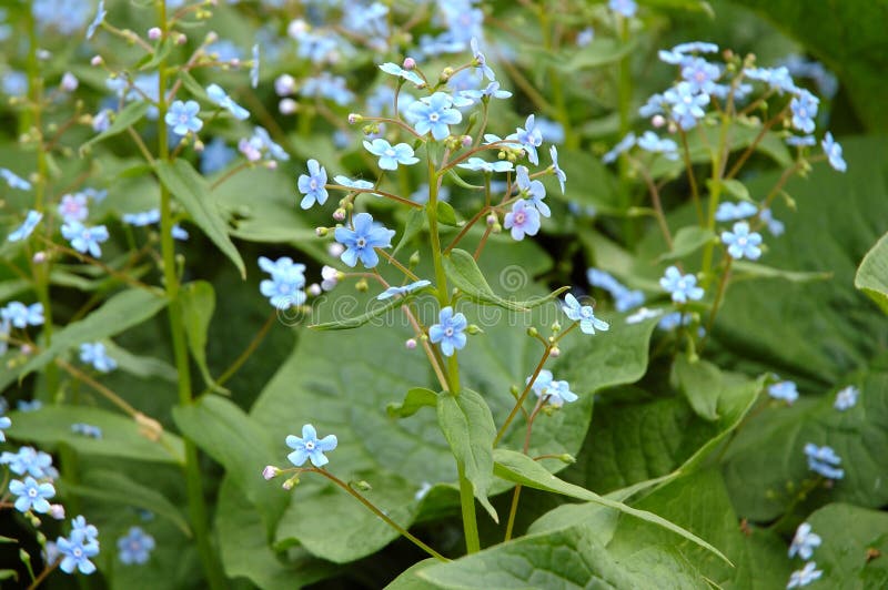 Blue garden flowers.