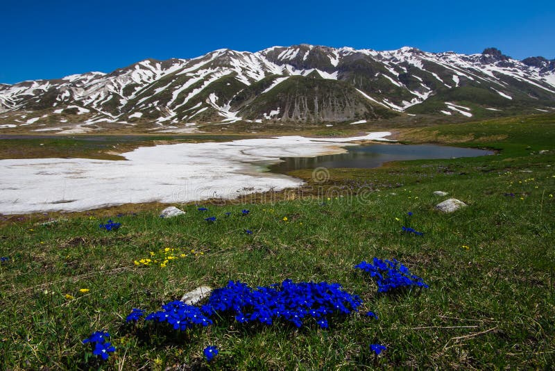Blue gentian flowers at Campo Imperatore in Abruzzo