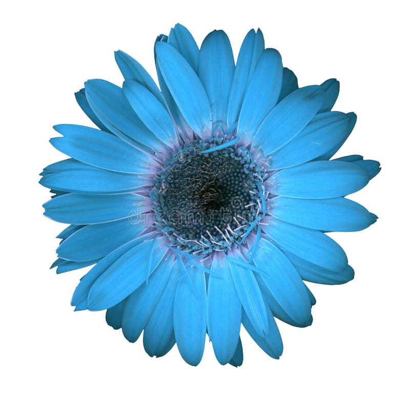 Blue gerbera daisy stock image. Image of daisy, blossoms 4871417