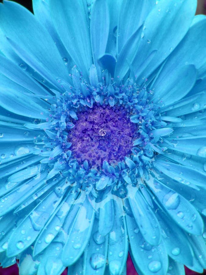 Blue Gerbera Daisy stock photo. Image of decorated, patterned 4929990