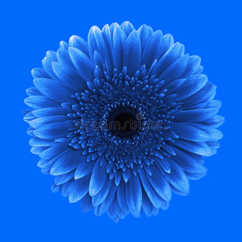 Blue gerbera flower stock photo. Image of bunch, flora 32898452