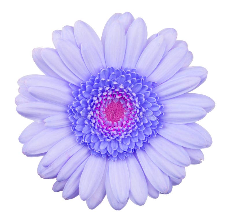 Blue gerbera flower isolated royalty free stock image