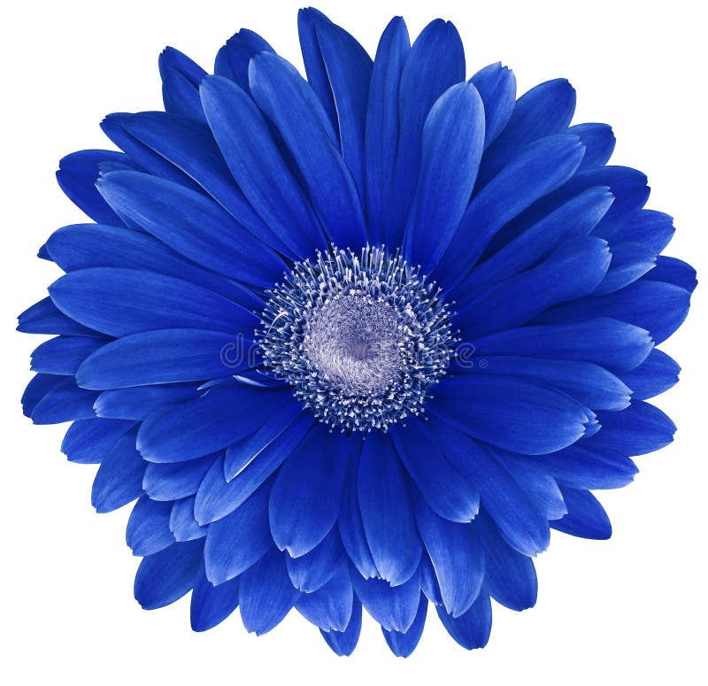 Blue Gerbera Flower on a White Isolated Background with Clipping Path ...