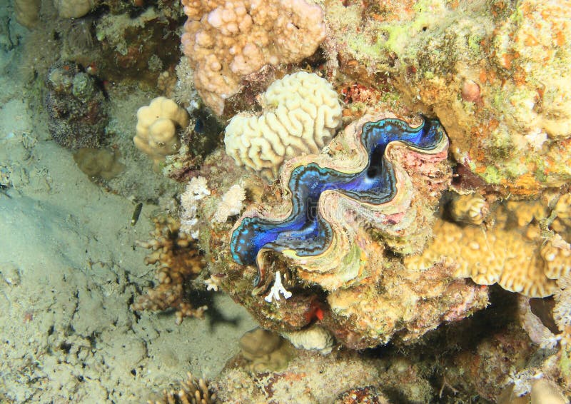 Blue Giant Clam, Maldives stock image. Image of blue - 10800877