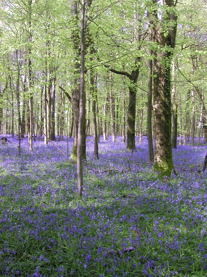 Blue glade