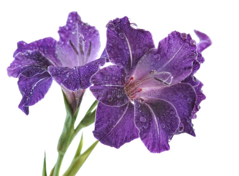 Blue gladiolus stock image. Image of petal, brown, flower 13347071