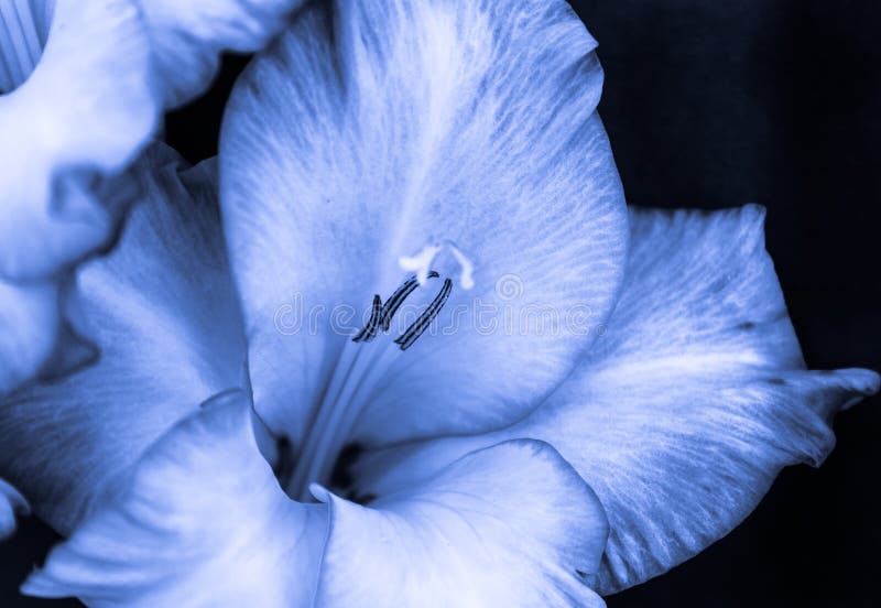 Blue gladiolus stock image. Image of petal, brown, flower 13347071