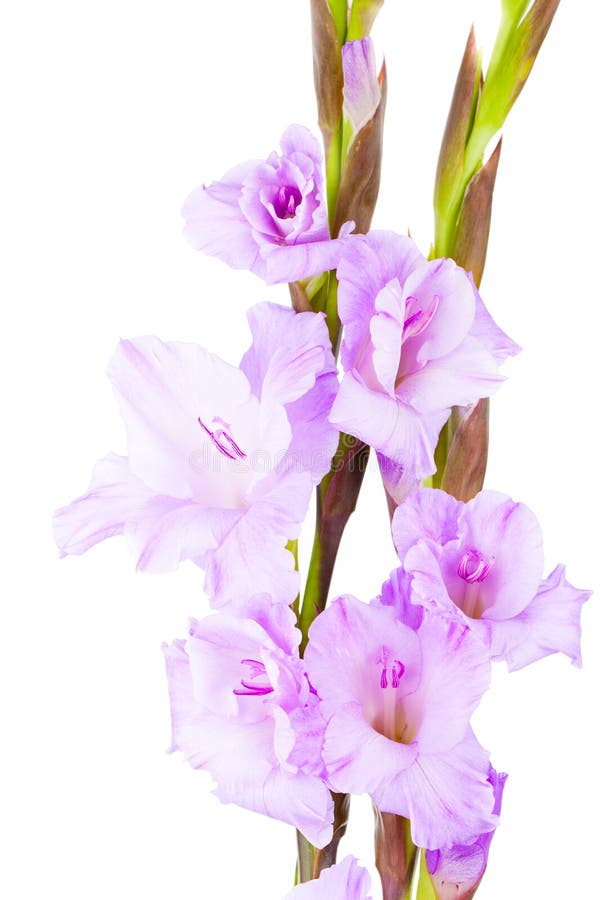 Blue gladiolus stock image. Image of petal, brown, flower 13347071