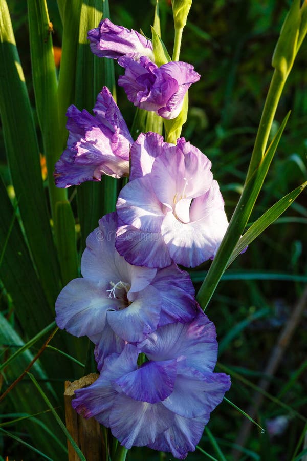 Blue gladiolus stock image. Image of petal, brown, flower 13347071
