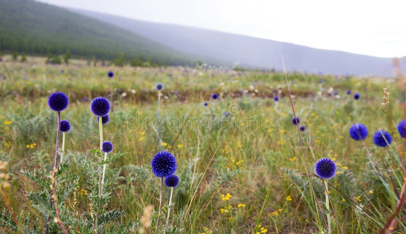 Blue Globe Thistle in Plains of Northern Mongolia. Vibrant blue globe thistle covers the meadows in a remote northern Mongolia mountain region stock photos