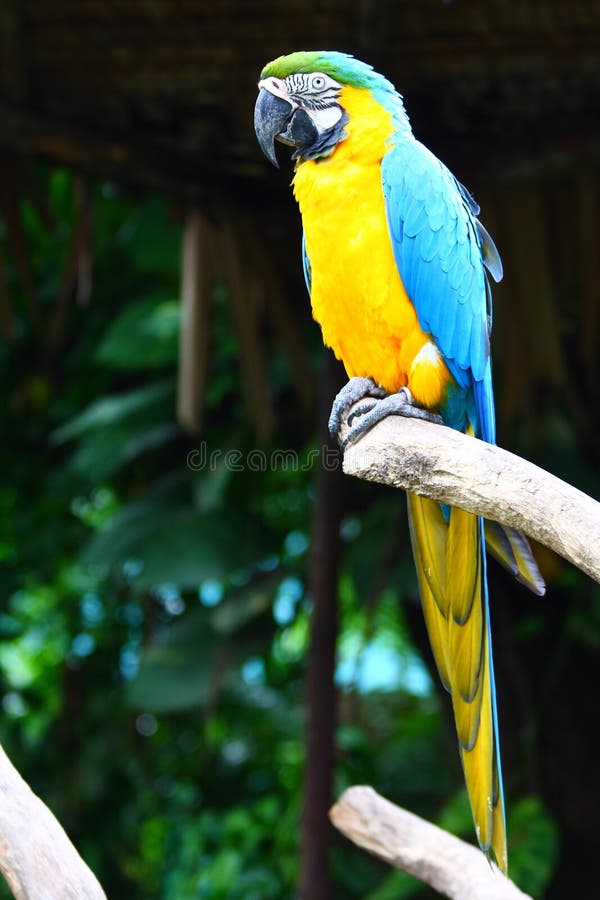 Blue-and-Gold Macaw stock images