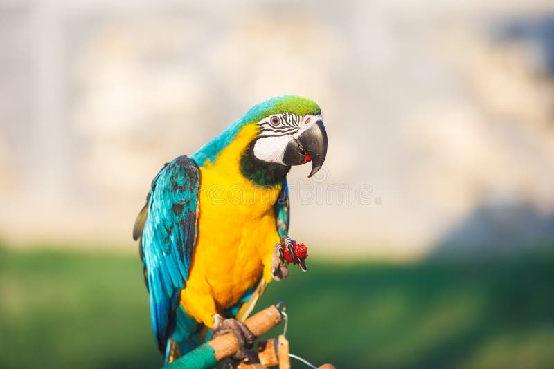 Baby blue gold macaws sale in canada