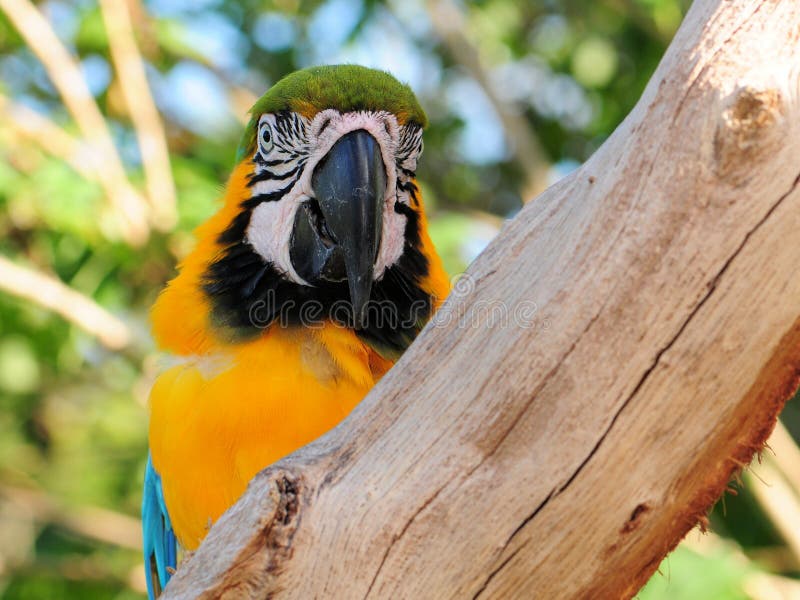 Blue and Yellow Finch Bird stock image. Image of nature 25218297