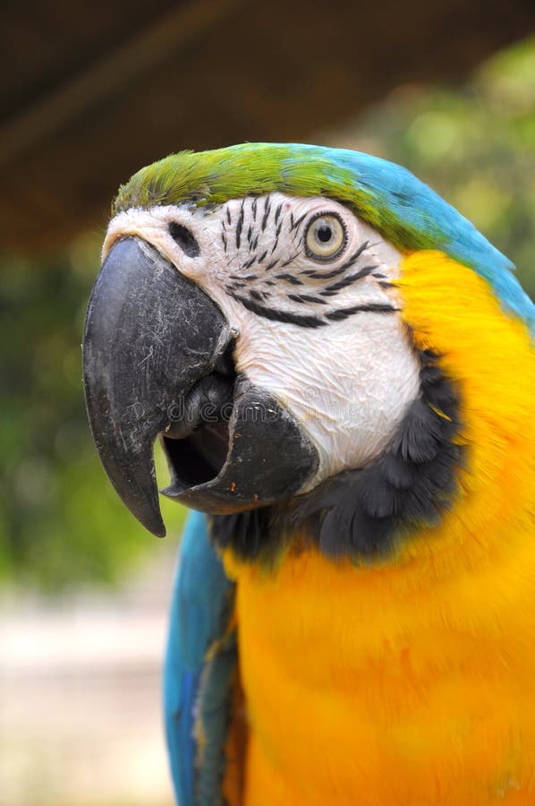 Blue-and-Gold Macaw stock image. Image of color, beautiful - 39164677