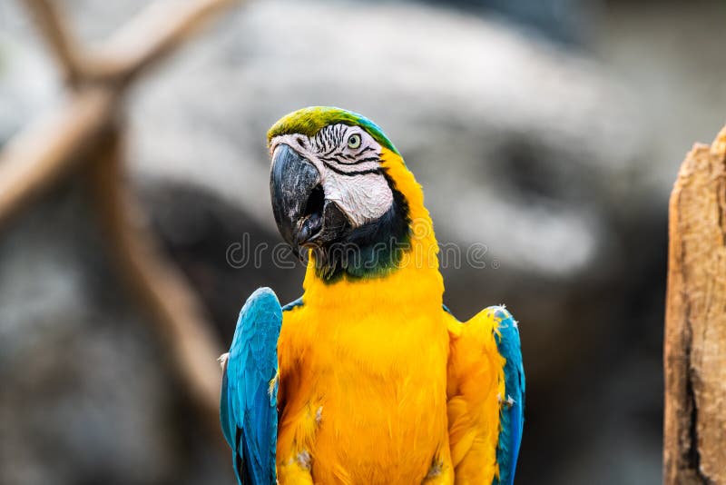 Blue and gold macaw bird in Thai