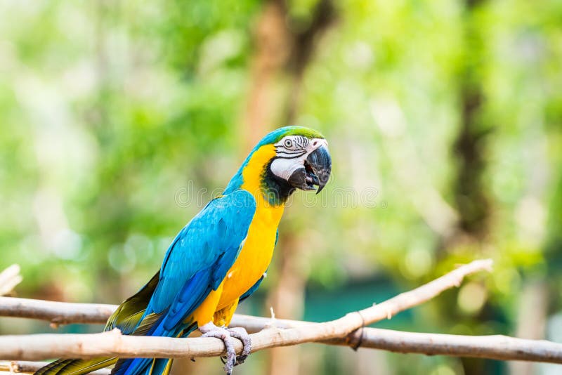 Blue and Gold Macaw on the Branch Stock Image - Image of color, mccaw ...