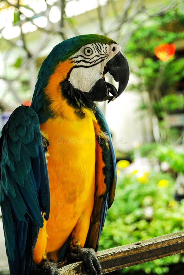 233 Cancun Parrot Photos - & Stock Photos from Dreamstime