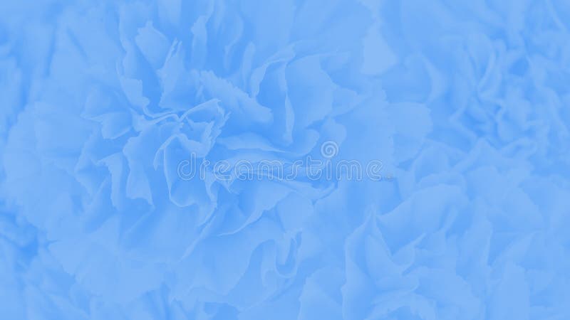Blue Gradient Carnation Flowers Background. 16:9 Panoramic Format Stock  Photo - Image of light, bright: 151830156