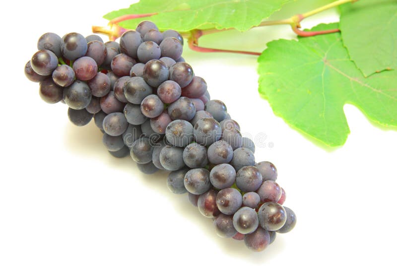 Blue grape with green leaf