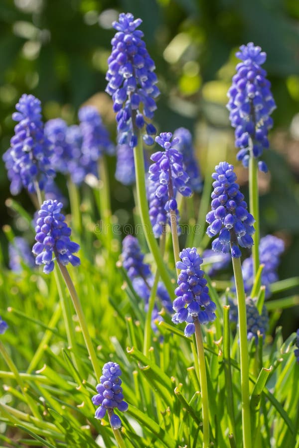 Blue grape hyacinth stock image. Image of garden, blue 119816167