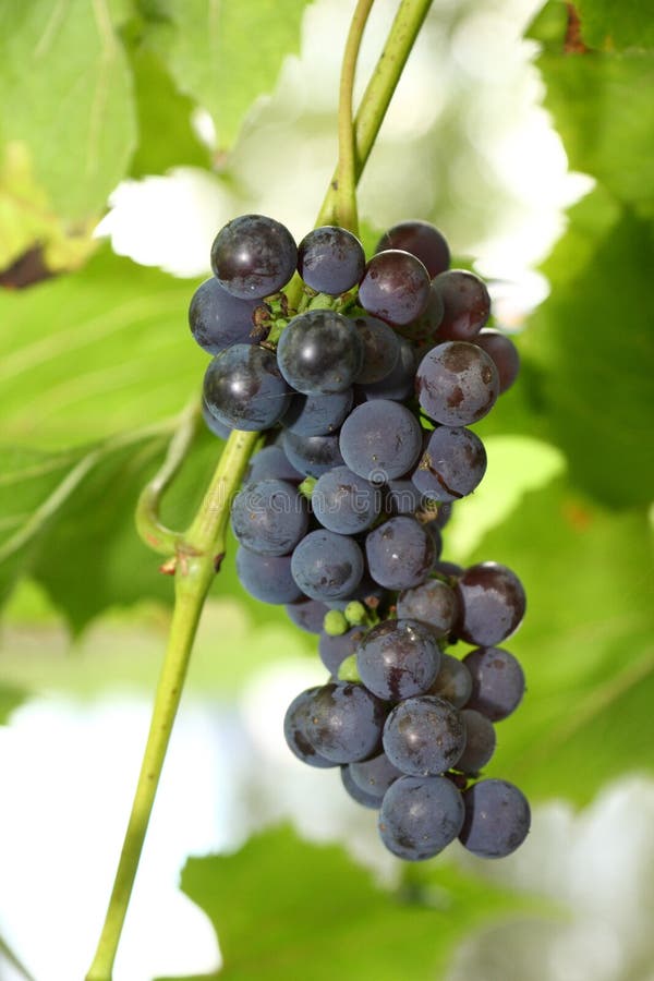 Blue grapes ready for harvest