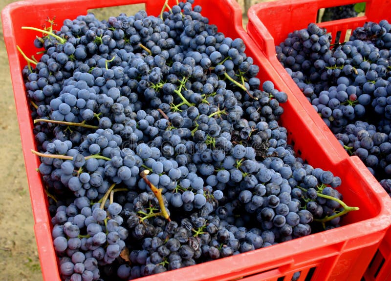 Blue grapes in red boxes