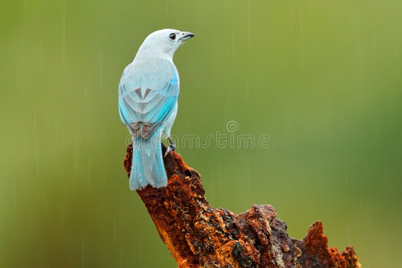 Blue-gray Tanager, exotic tropic blue bird from Costa Rica. Bird sitting on beautiful green moss branch. Birdwatching in South Ame