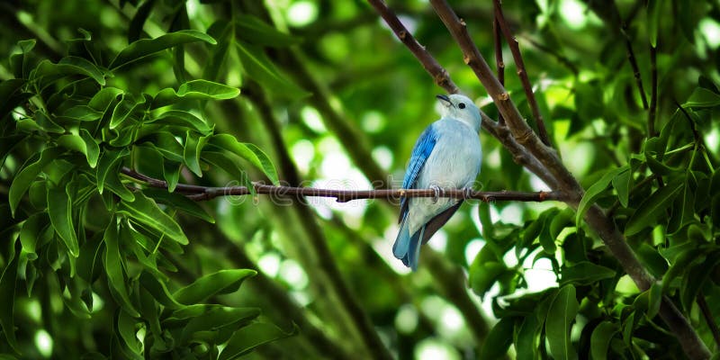 The blue-gray Tanager - Thaupis Episcopus stock photography