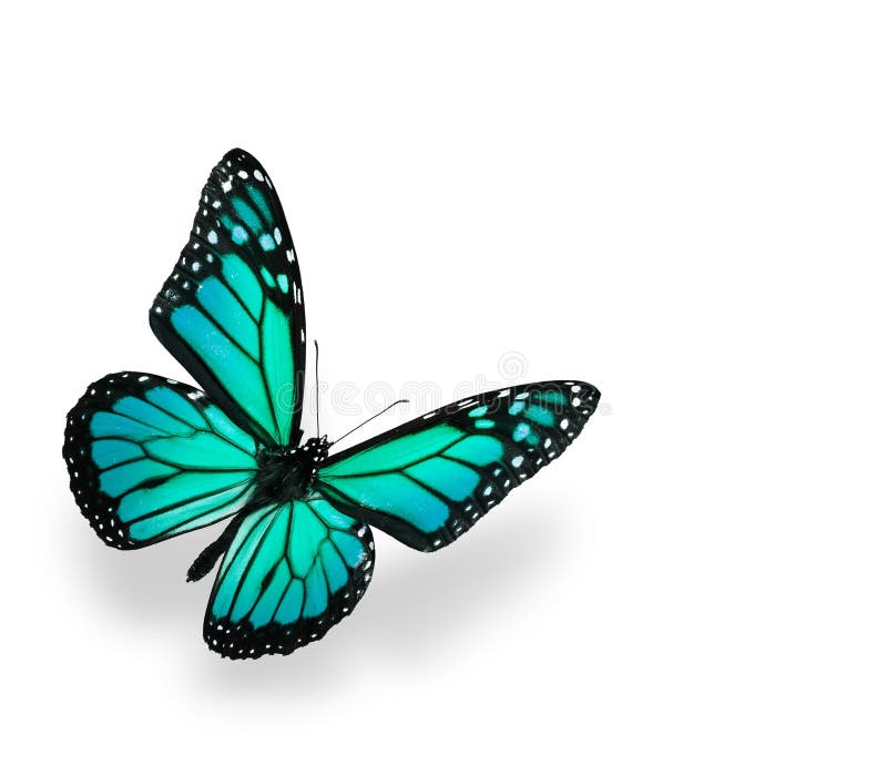 Blue Green Butterfly Isolated On White Stock Image Image of background, beauty 12476825