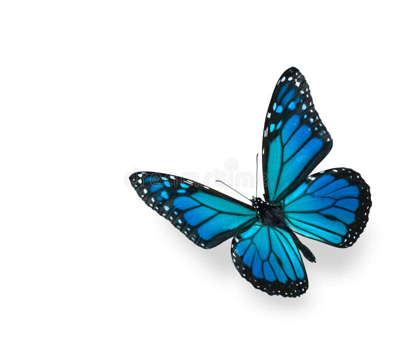 Blue Green Butterfly Isolated on White