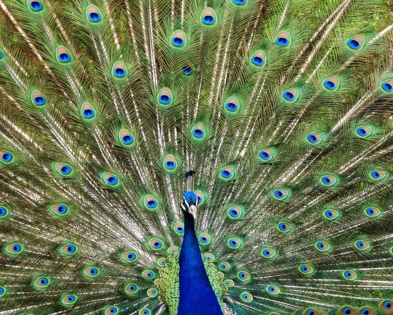 Blue And Green Peacock Picture. Image 109911029