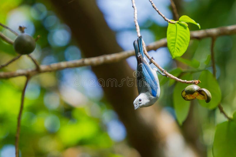 Blue Grey Tanager